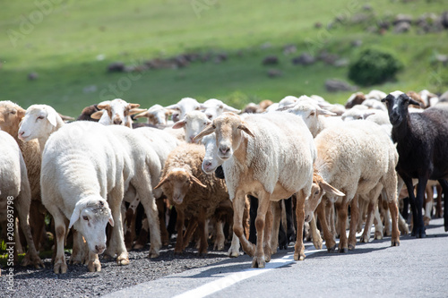 Fototapeta Naklejka Na Ścianę i Meble -  Herd of sheep on a grassy plain.