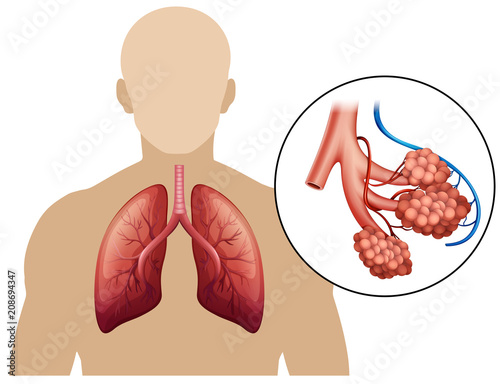 Diagram of a magnified lungs