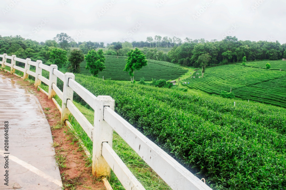 fence on tea farm.