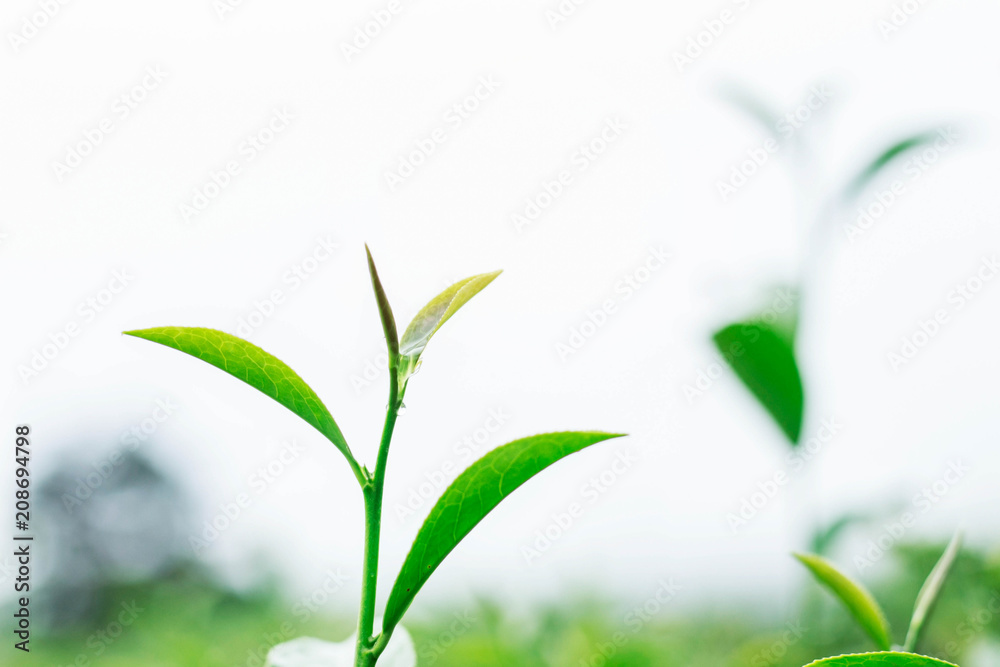 Leaves of tea with white background.