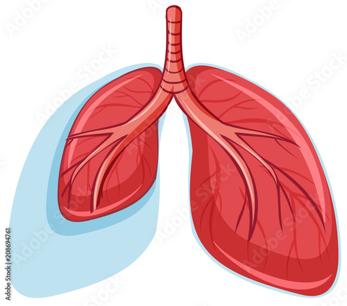 Set of healthy lungs