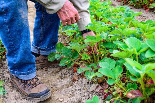 Close up of an older man’s legs and hands picking ripe strawberries in a row of strawberry plants in a farm field with luscious red berries ready for harvest 