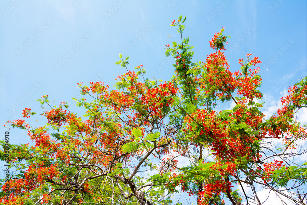 The flame tree,Flamboyant flowers tree,Peacock flowers tree. The flame tree,Flamboyant flowers tree,Peacock flowers tree.