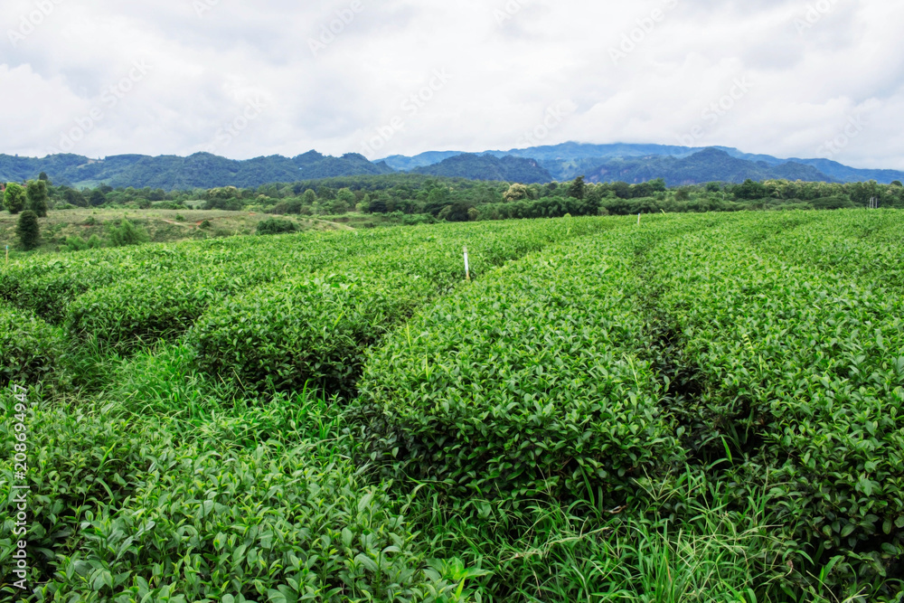 Planting of green tea on mountain.