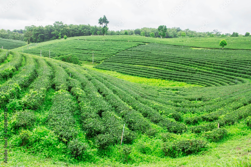 Tea cultivation on mountain.