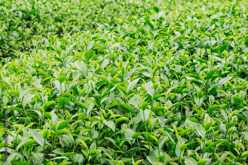tea growing with green background.