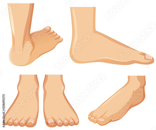 Human Foot Anatomy on White Background