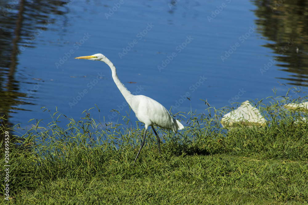Obraz premium Great Egret Walking by the Edge of the Pond
