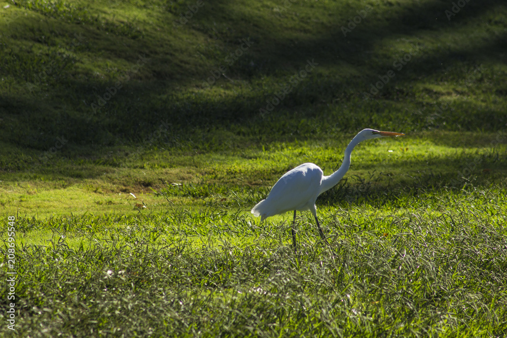 Fototapeta premium Great Egret Walking in Tall Grass by a Pond