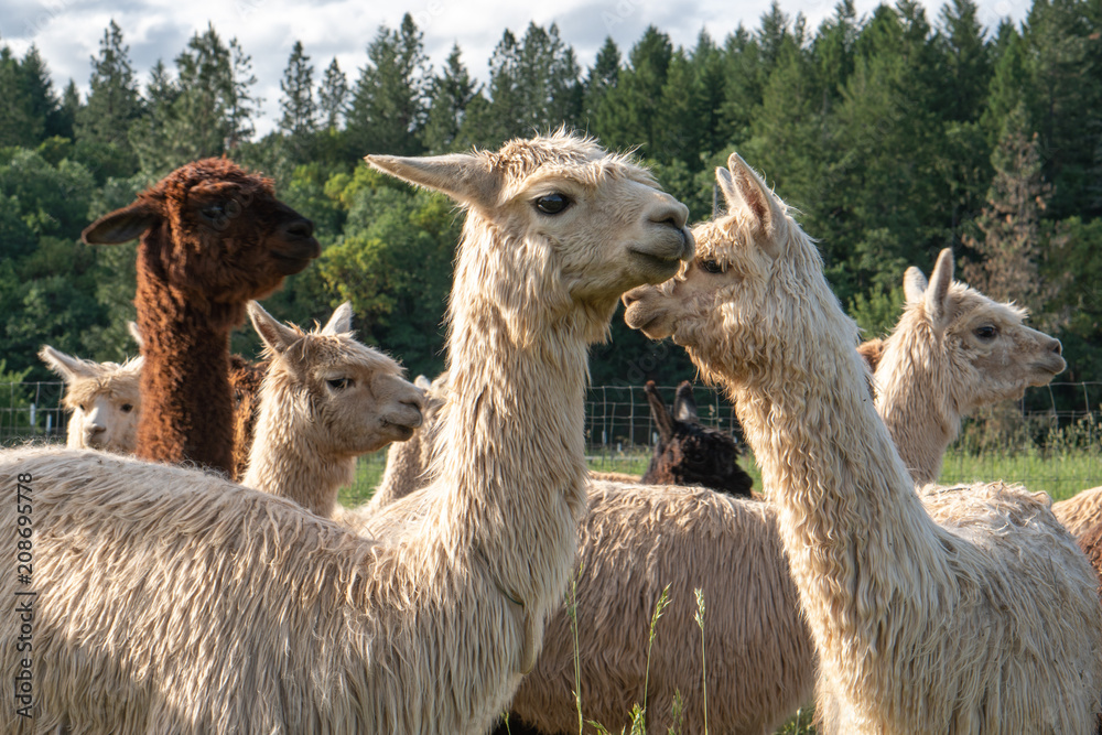 Obraz premium Alpacas on a farm in Southern Oregon