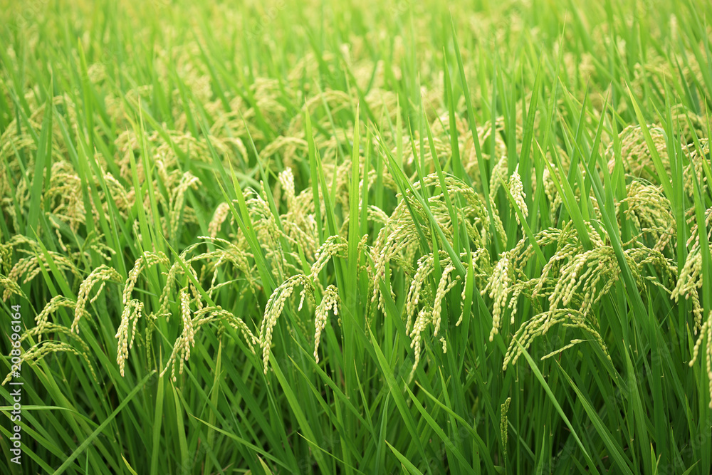 Rice farm; Rice field; Rice paddy - YiLan, Taiwan Rice farm; Rice field; Rice paddy - YiLan, Taiwan
