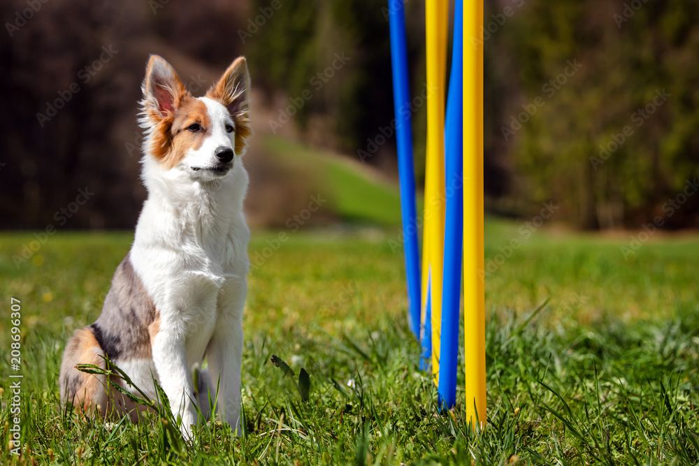 Junger Hund oder Welpe sitzt neben Slalom Stangen, Hundesport und Training  Stock Photo | Adobe Stock