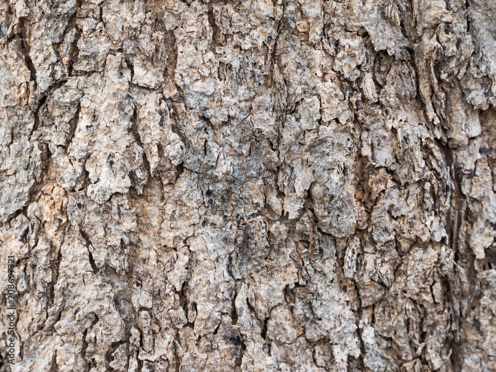 Tree surface, tree trunk background Tree surface, tree trunk background