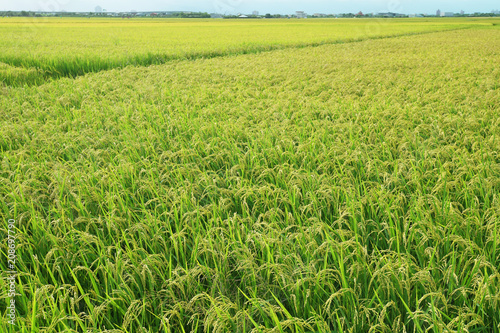 Rice farm; Rice field; Rice paddy - YiLan, Taiwan