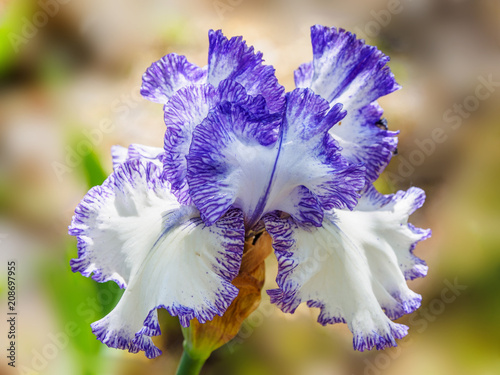 Fototapeta Naklejka Na Ścianę i Meble -  Iris