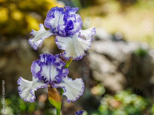 Fototapeta Naklejka Na Ścianę i Meble -  Iris