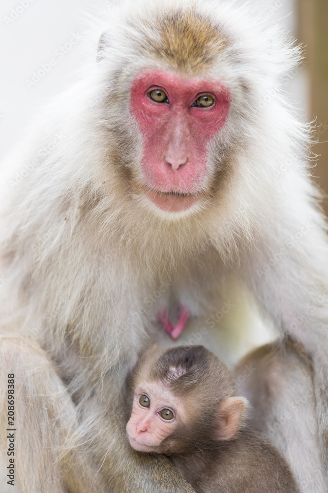Jigokudani Monkey Park , monkeys bathing in a natural hot spring at Nagano , Japan Jigokudani Monkey Park , monkeys bathing in a natural hot spring at Nagano , Japan