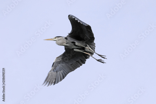 Graureier  Ardea cinerea   Captive  Baden W  rttemberg  Deutschland  Europa