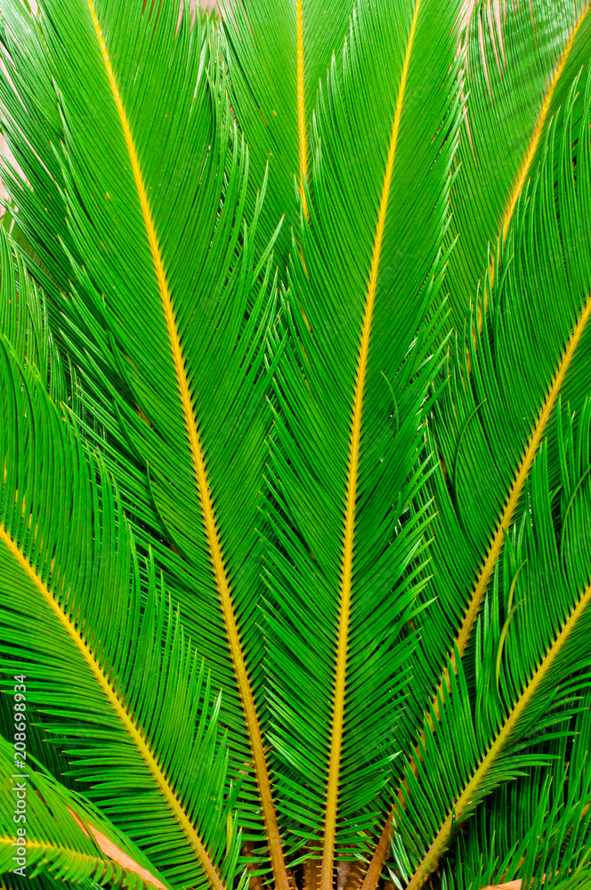 Leaf green with leaf lenticels. Leaf green with leaf lenticels.