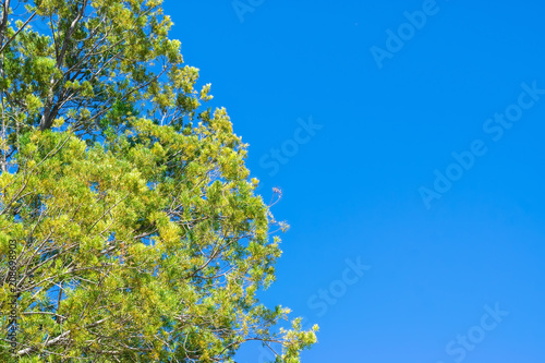 Summer tree in light wind with deep blue sky for text