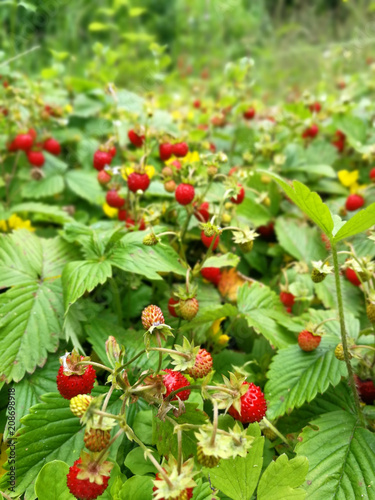A lot of wild strawberries covers the ground of a garden.