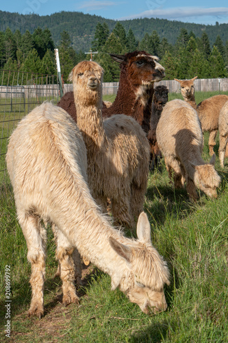 Alpacas on a farm in Southern Oregon