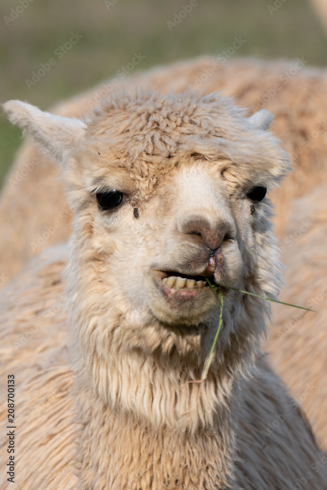 Alpacas on a farm in Southern Oregon