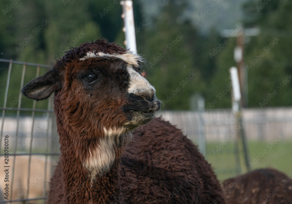 Obraz premium Alpacas on a farm in Southern Oregon