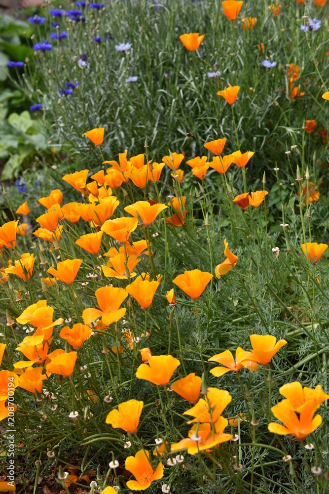 flower flower