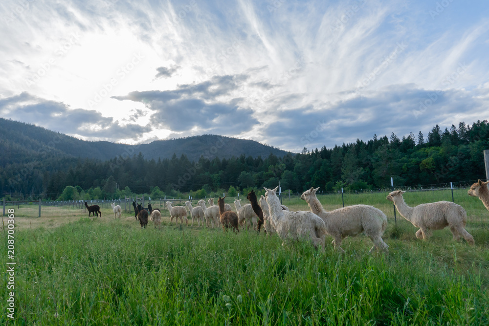 Fototapeta premium Alpacas headed home on a farm in Southern Oregon