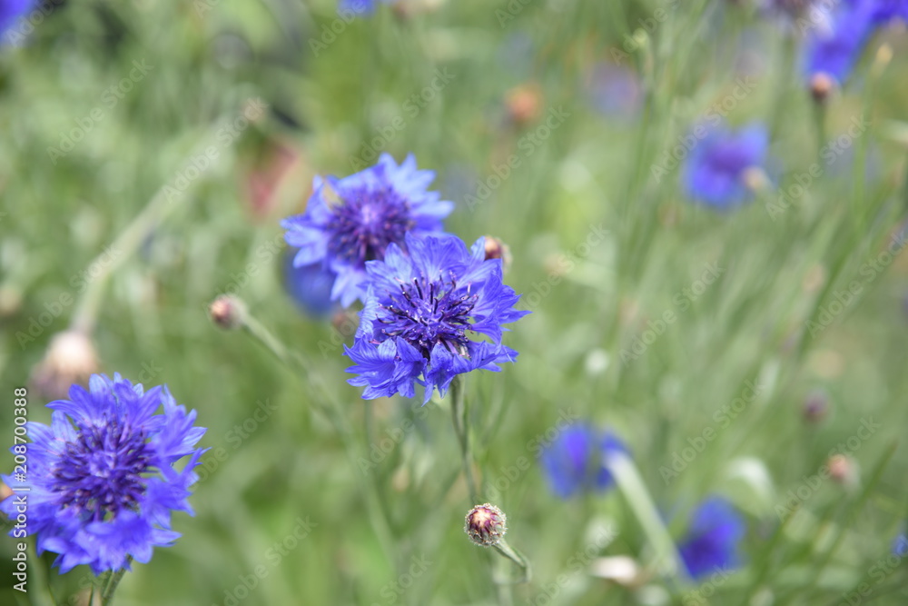 flower flower