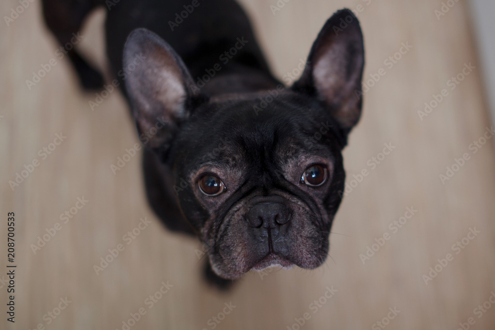 french bulldog sitting on floor. french bulldog waiting for owner to play with a ball.