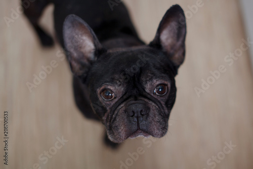 french bulldog sitting on floor. french bulldog waiting for owner to play with a ball. © olgasparrow