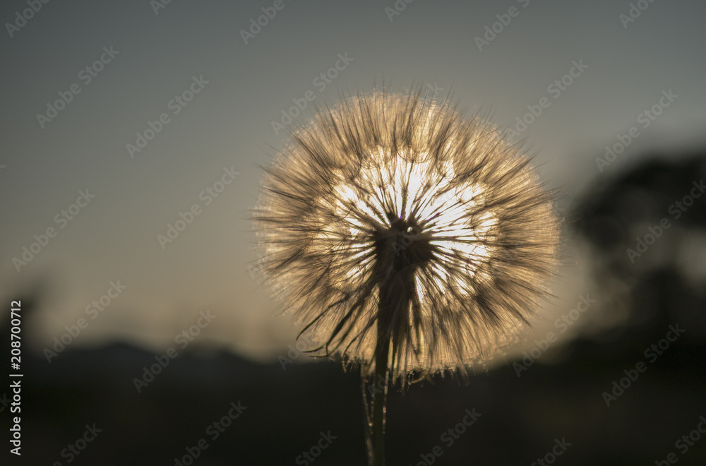 big white dandelion against the backdrop of the setting sun