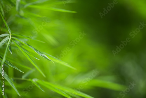 Green bamboo leaves background