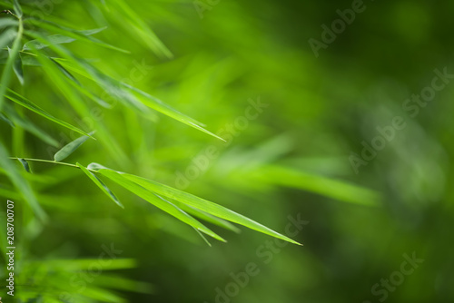 Green bamboo leaves background