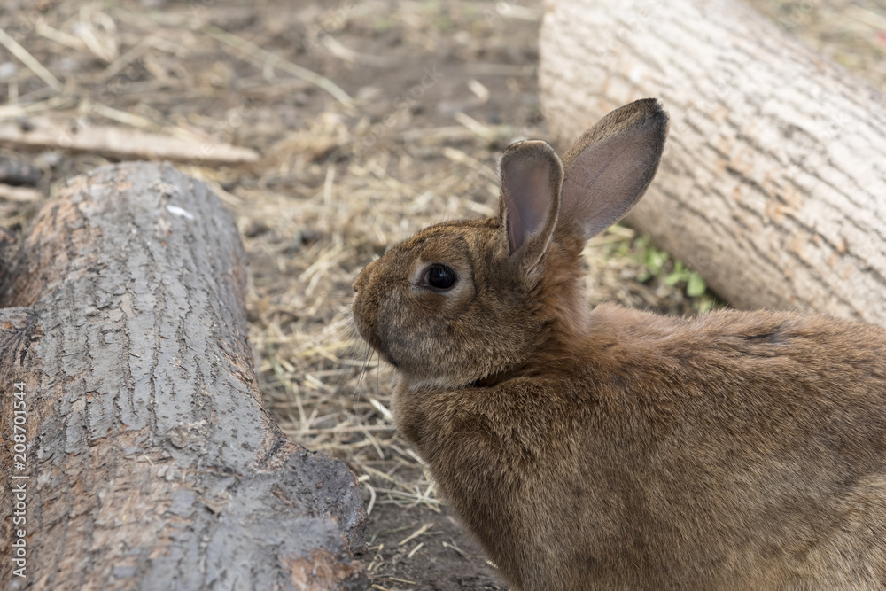 Fototapeta premium Homemade Red Rabbit.