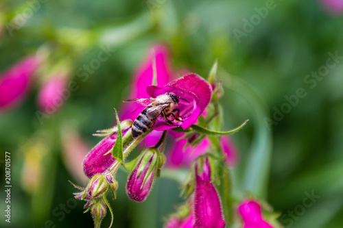 A honey bee is on a bright purple flower getting nectar. The bee has just backed out of the center of the flower. There other flowers around the main flower. There are green leaves in the background.