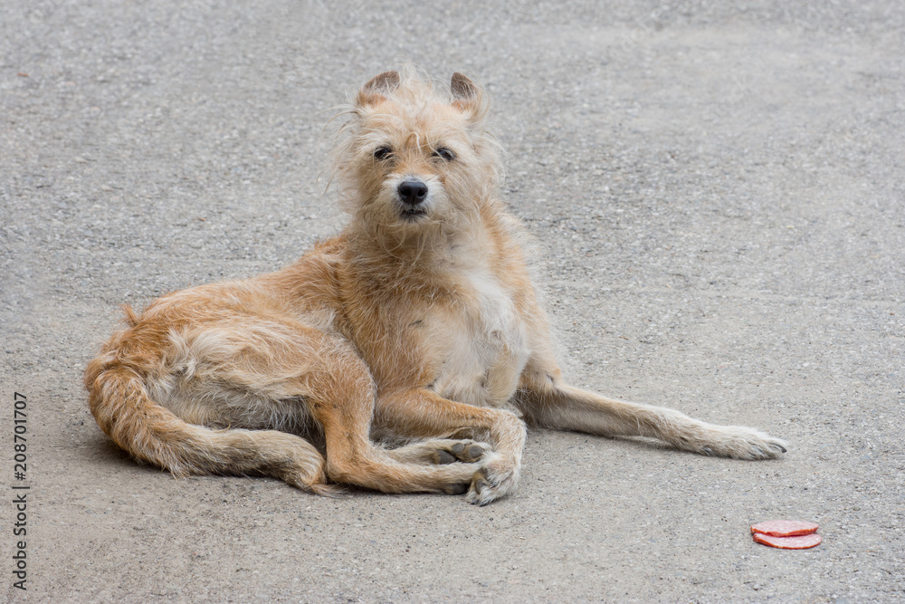A sad stray dog is brown color sitting alone with his head down on the  waterfront in the summer Stock Photo | Adobe Stock