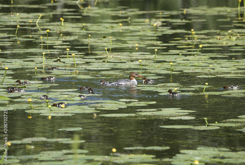 Meganser with chicks in a pond at Drottningholm, Stockholm photo