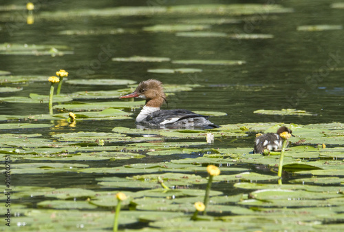 Meganser with chicks in a pond at Drottningholm, Stockholm