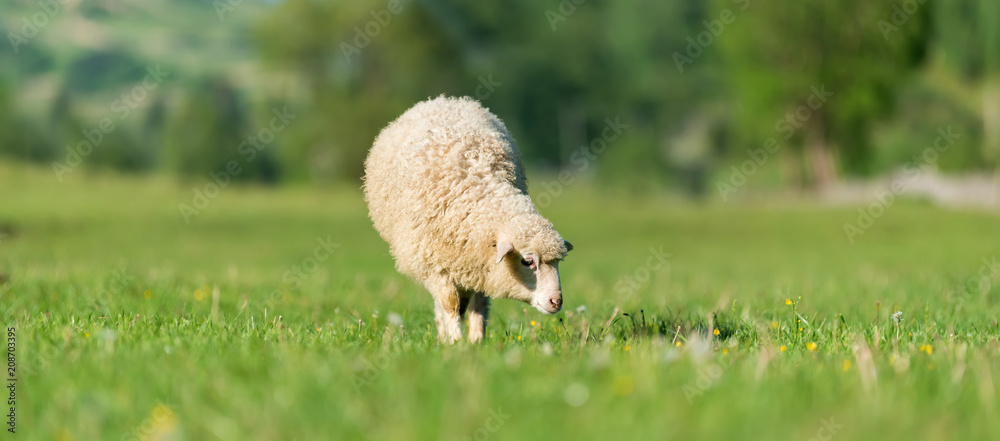 Naklejka premium Sheep in a meadow in the mountains