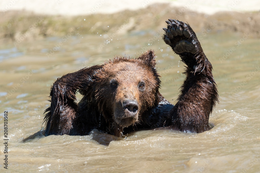 Obraz premium Brown bear in a water