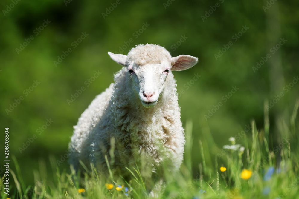 Obraz premium Sheep in a meadow