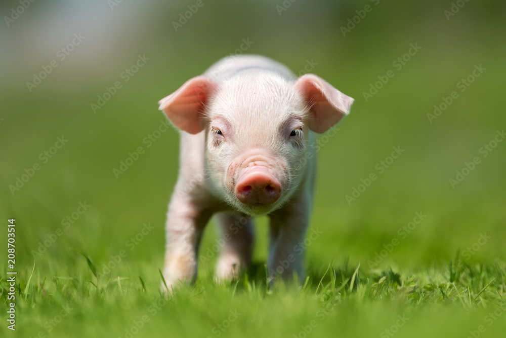 Newborn piglet on spring green grass Newborn piglet on spring green grass