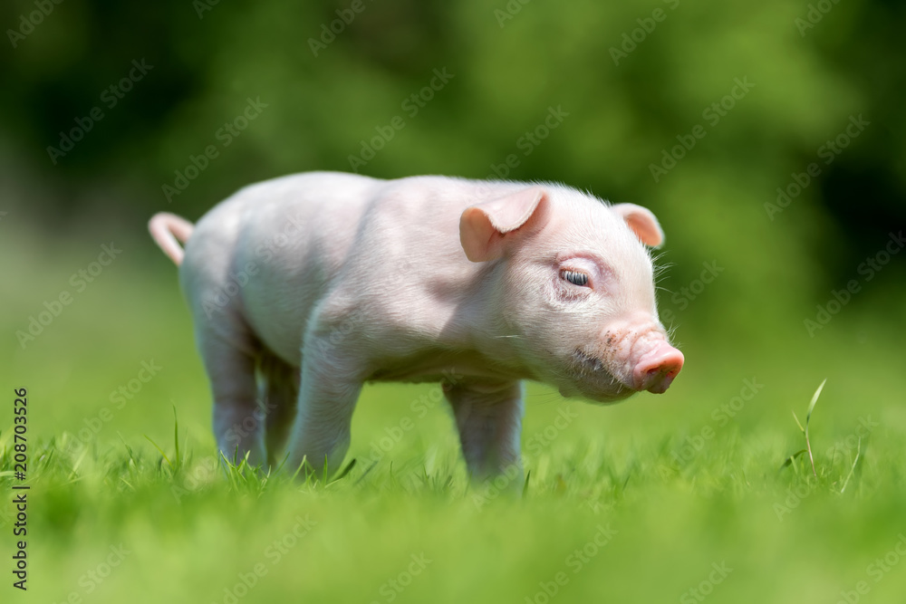 Newborn piglet on spring green grass Newborn piglet on spring green grass