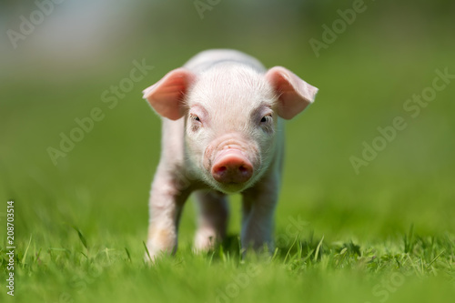 Newborn piglet on spring green grass © byrdyak