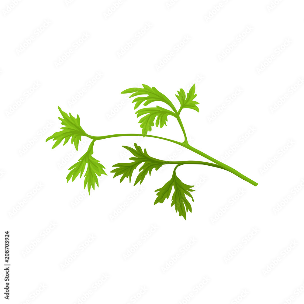Small branch of fresh parsley with bright green leaves. Aromatic plant. Flat vector icon of culinary herb. Natural condiment Small branch of fresh parsley with bright green leaves. Aromatic plant. Flat vector icon of culinary herb. Natural condiment