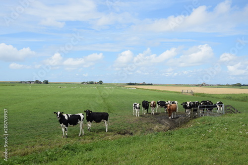 Rinder in Nordholland © Fotolyse
