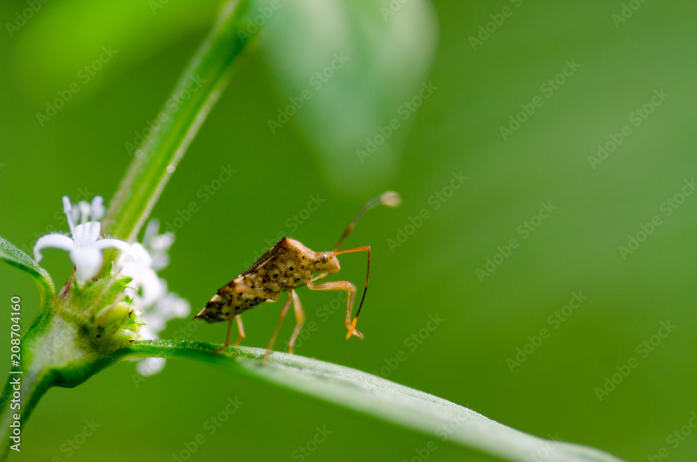 A macro picture of assasin bug on the leaves A macro picture of assasin bug on the leaves